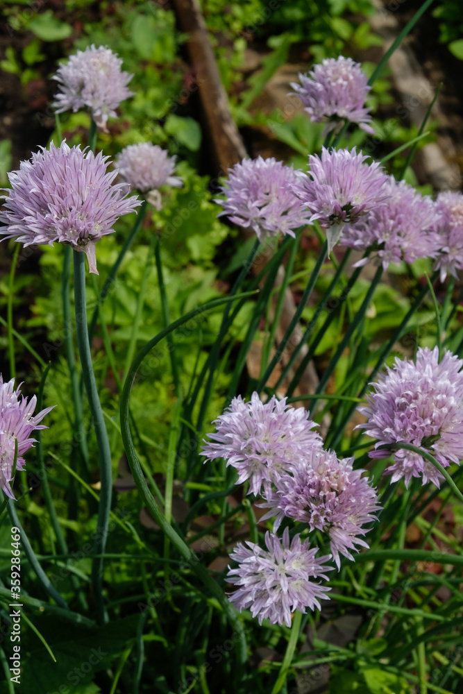pink garlic flowers in the garden
pink garlic flowers in the garden