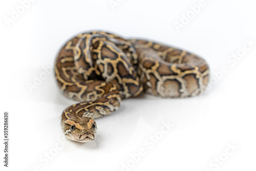 Burmese Python Isolated on white background