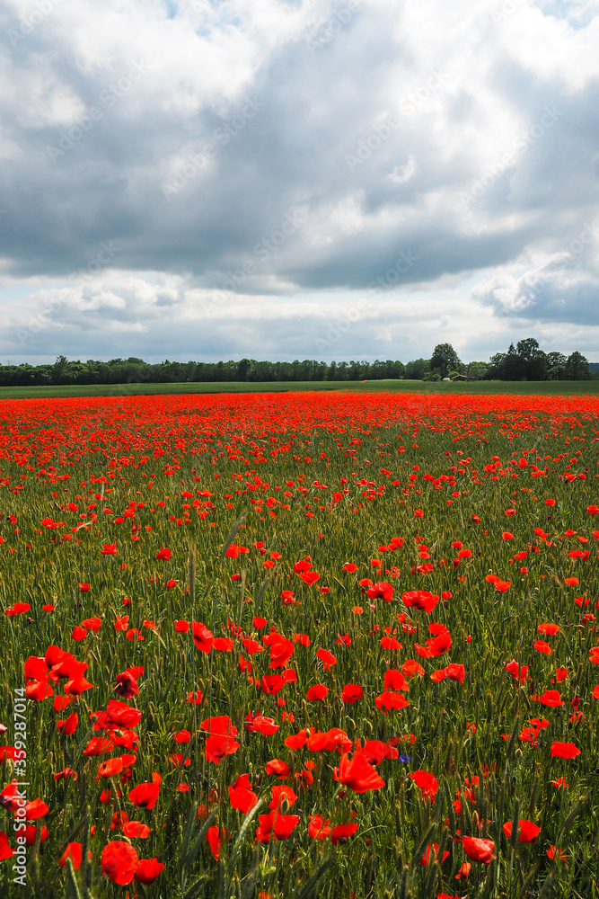 Very beautiful red flowering large poppy field, selective focus