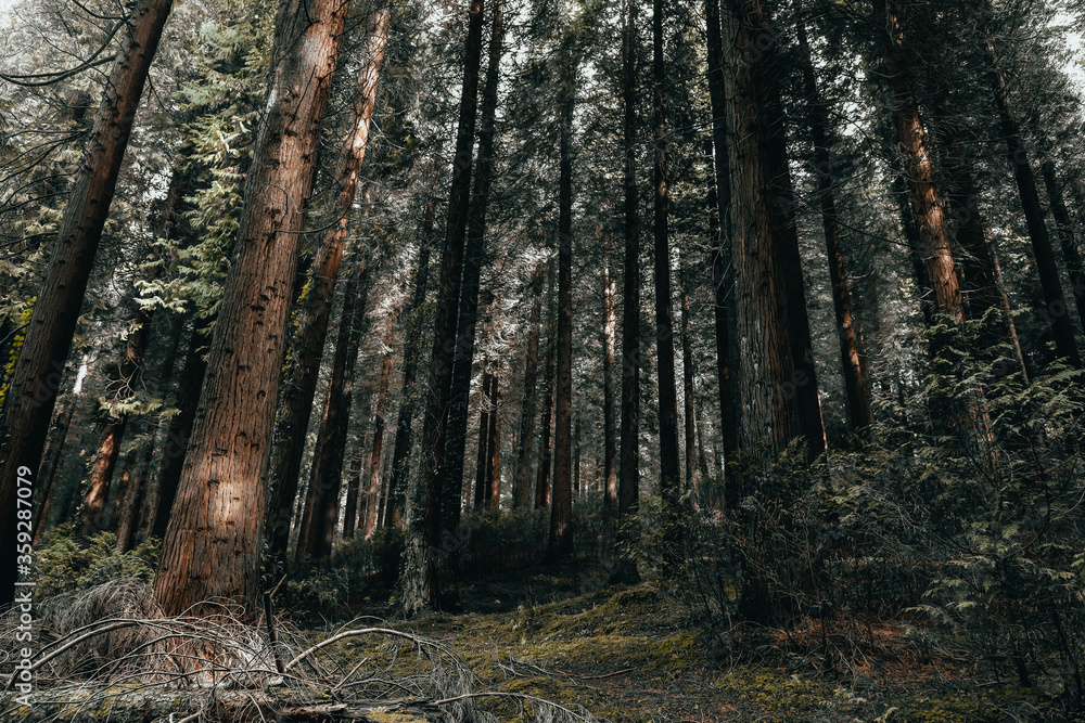 Deep forest with tall trees