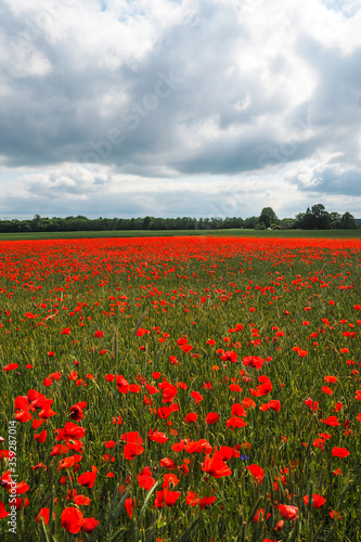 Very beautiful red flowering large poppy field  selective focus