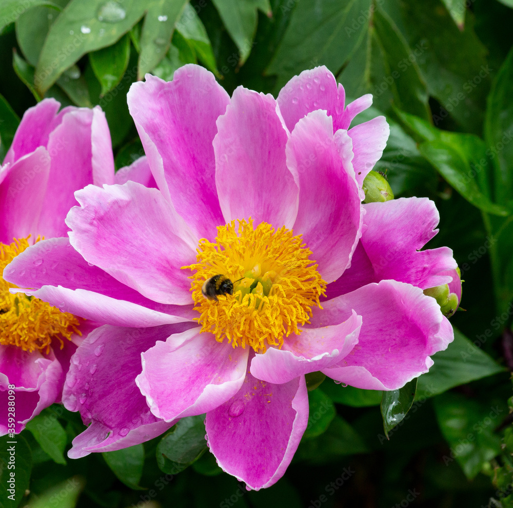 Bumblebee collecting pollen on a peony II
Bumblebee collecting pollen on a peony II
