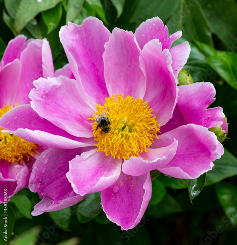 Bumblebee collecting pollen on a peony III

