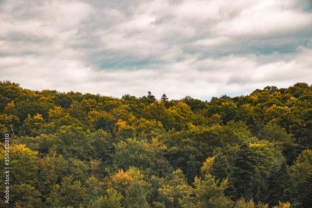 autumn forest wallpaper nature landscape poster photography of brown and yellow top of trees foliage and dramatic gray cloudy sky background with empty copy space for your text