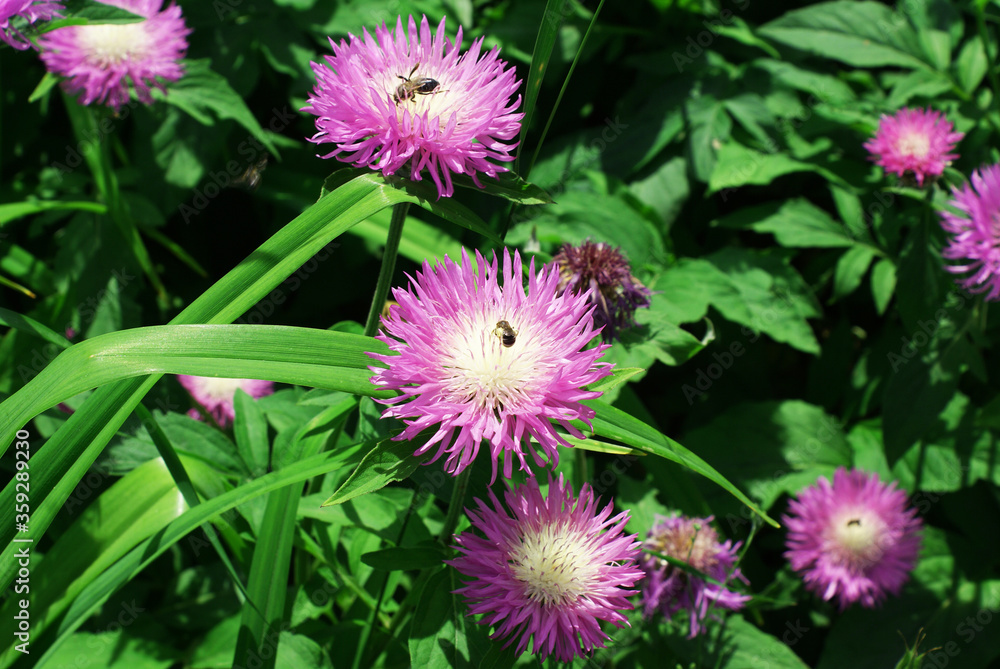 Bee collects nector from a beautiful flower Bee collects nector from a beautiful flower