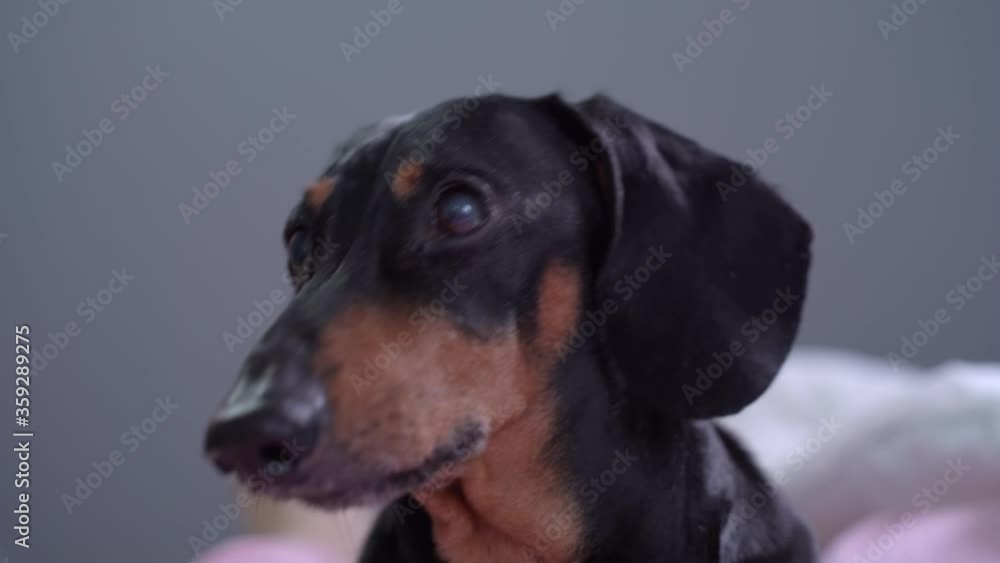 Portrait cute Dachshund dog with large pleading eyes, looking at the camera, barking. Emotional pet. Portrait cute Dachshund dog with large pleading eyes, looking at the camera, barking. Emotional pet.