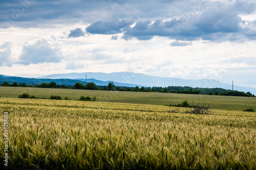 Wheat fields under a dramatic sky