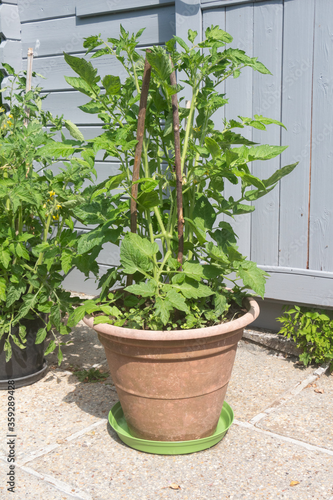 Tomato plant growing in a flowerpot during spring