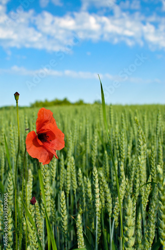 Lonely red poppy in a field of green wheat on a background of blue sky