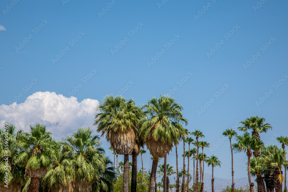 Fototapeta premium California Palm Trees Against a Blue Sky