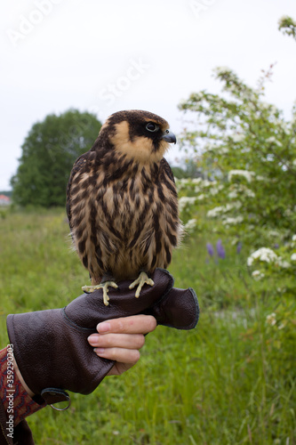 young hunting Eurasian hobby (Falco subbuteo) sits on a Falconer's glove
