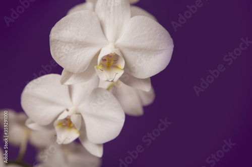 White Orchidaceae on a purple background. © Jolanta