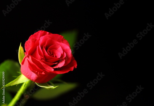 single red rose on black background