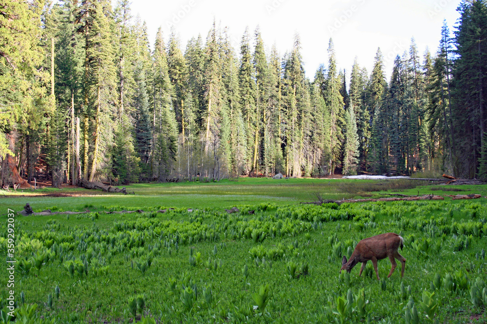 Deer in Crescent Meadow (CA 00182) Deer in Crescent Meadow (CA 00182)