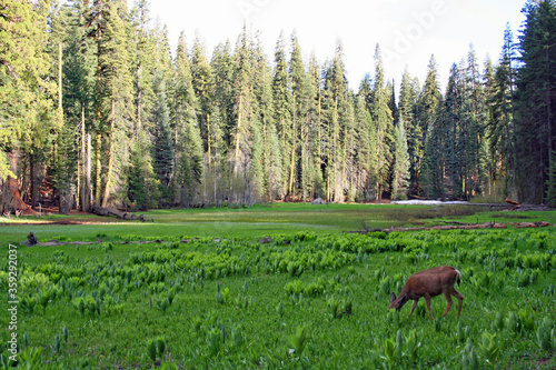 Deer in Crescent Meadow  CA 00182 