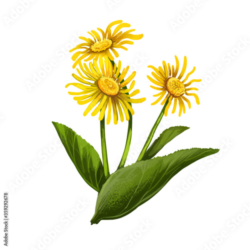 Elecampane isolated digital art illustration. Inula helenium, horse-heal elfdock, widespread plant species in sunflower family Asteraceae. Used in manufacture of absinthe, yellow flowers green leaves