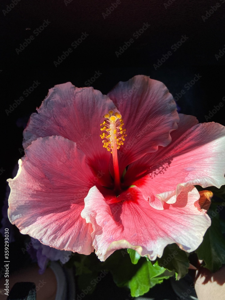 Naklejka premium pink hibiscus flower
