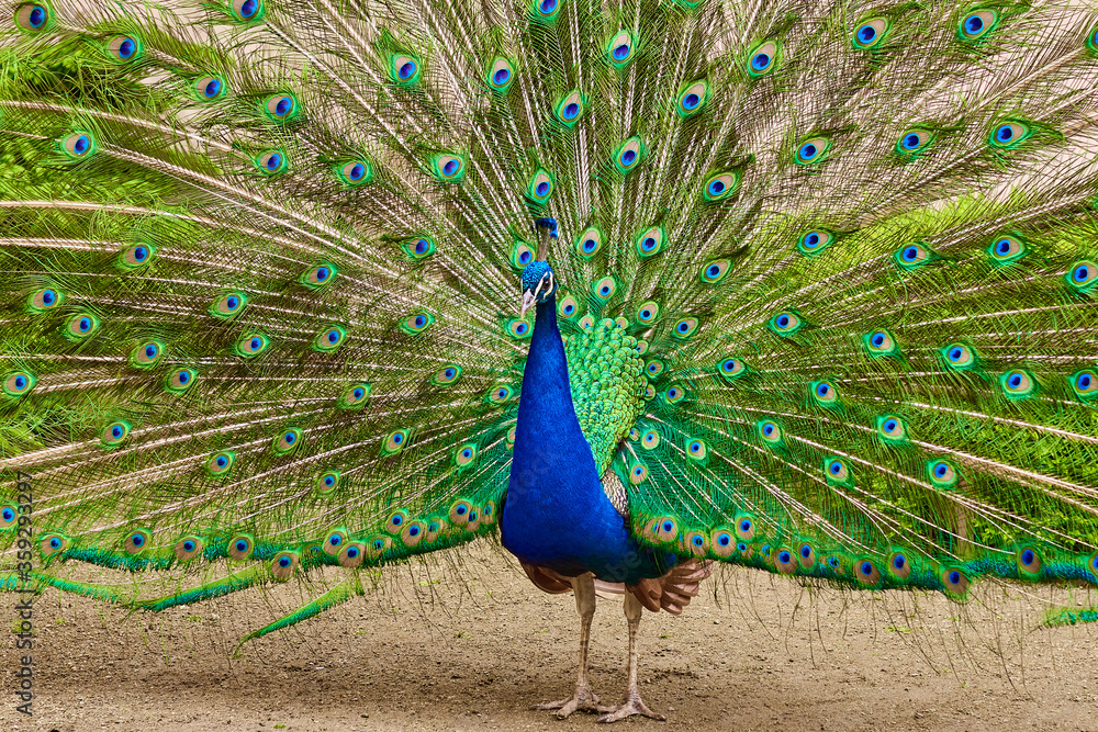 Obraz premium A male peacock with a long green tail feathers in the garden.