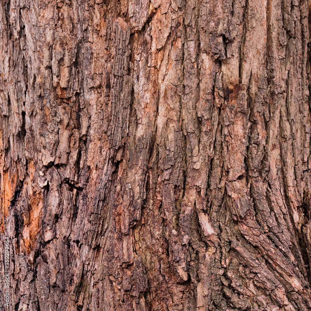 Closeup of old weather beaten tree bark texture background pattern Closeup of old weather beaten tree bark texture background pattern