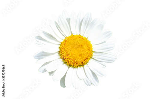 chamomile flower isolated on a white background. medicine herb.  summer minimal concept.