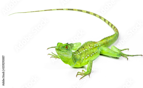 Green basilisk or Jesus lizard know as reptile that can walk on water isolated on white background photo