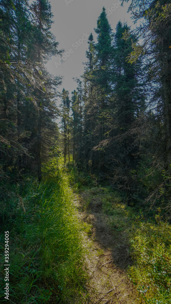 Fototapeta premium Alaska Trees in Summer