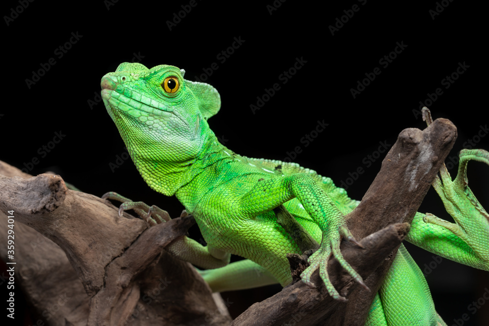 Green basilisk lizard know as Jesus lizard, the reptile the can run on
