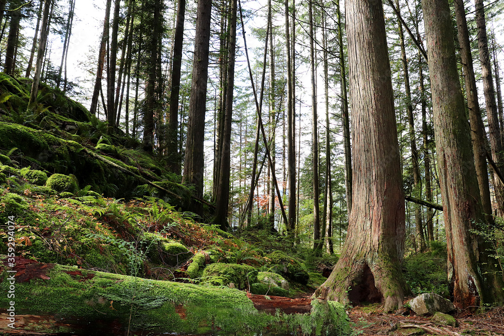 Obraz premium Walking through the forest 