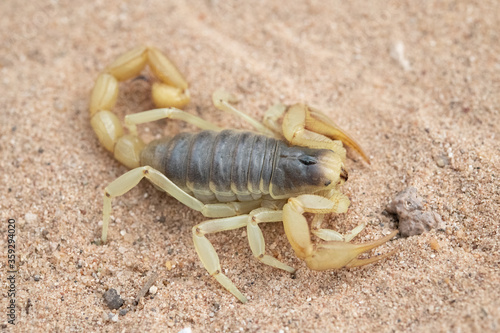 Giant Desert Hairy Scorpion.