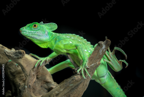 Green basilisk lizard know as Jesus lizard, the reptile the can run on water isolated on back background