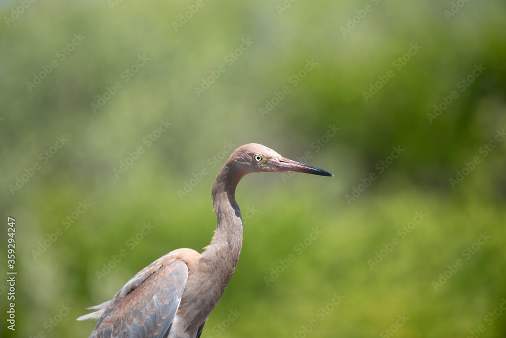 Reddish Egret