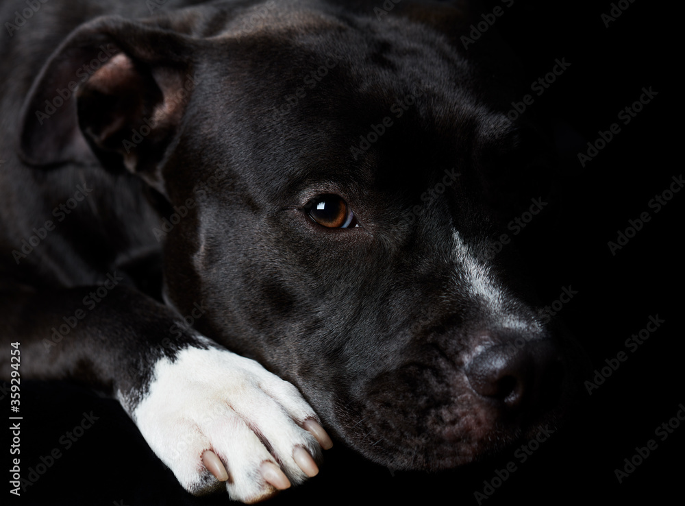 Obraz premium American pit bull terrier on dark background. Close up.