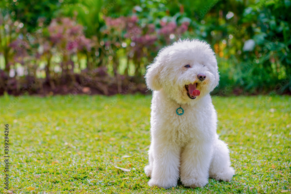 White Toy Poodle in the park White Toy Poodle in the park