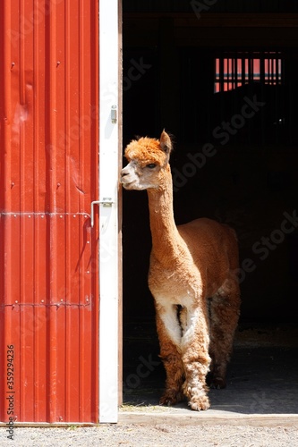 A brown alpaca in front of a red barn door