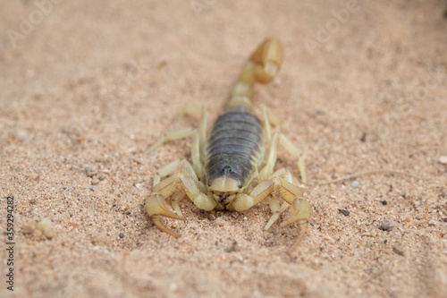 Giant Desert Hairy Scorpion.