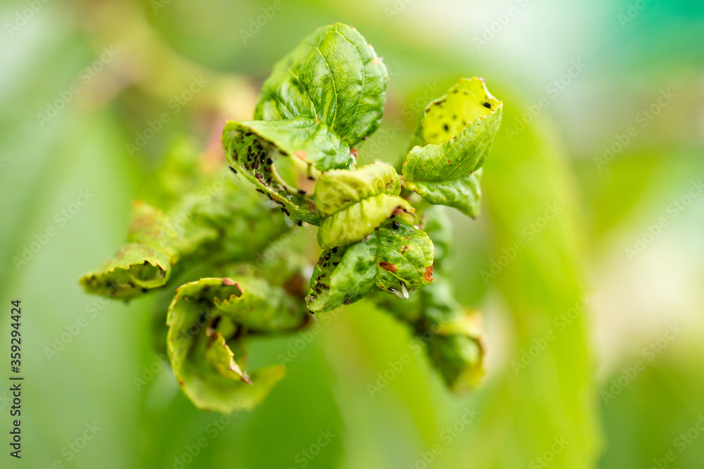 Branch of fruit tree with wrinkled leaves affected by black aphid. Branch of fruit tree with wrinkled leaves affected by black aphid.