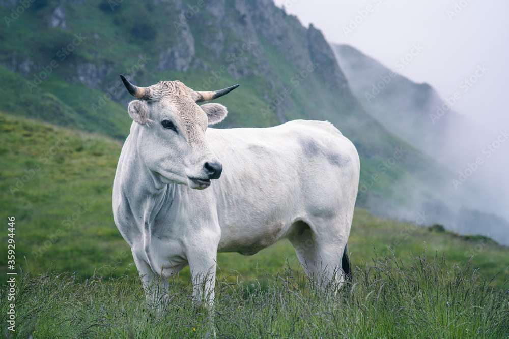 White calf in the mountain pasture