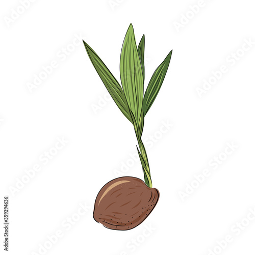 New born coconut. Vector illustration of a nut. Sprout and the beginning of life of a tree in the style of hand drawing.