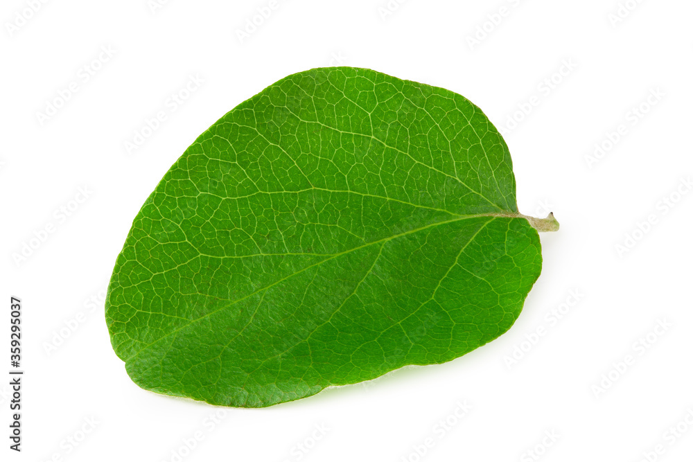 one green apple leaf isolated on white background one green apple leaf isolated on white background