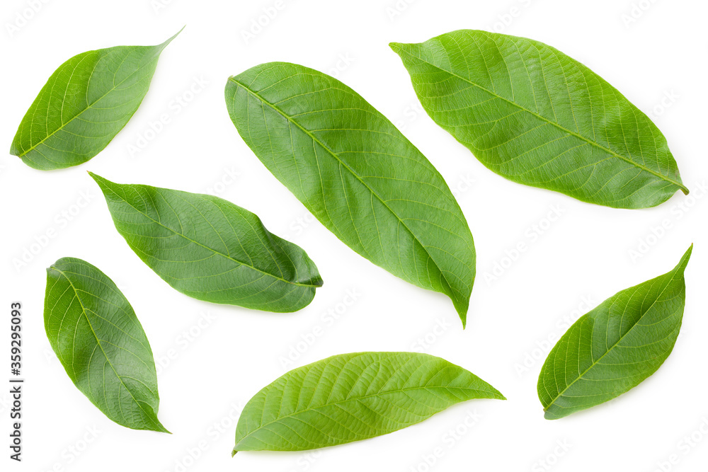 green walnut leaves isolated on a white background. Top view green walnut leaves isolated on a white background. Top view