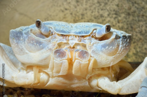 Albino river crab Potamon sp. in natural environment, extreme close-up. Zoology, carcinology, environmental protection in Italy photo