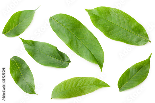 green walnut leaves isolated on a white background. Top view