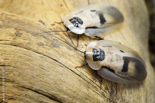 Εκτύπωση καμβά Giant cockroach Blaberus giganteus in terrarium, close-up