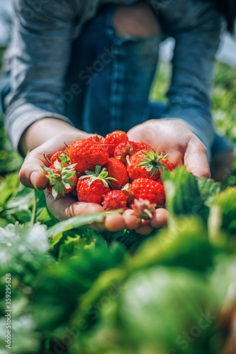 young girl plucked ripe strawberries from the garden and holds it in her hands