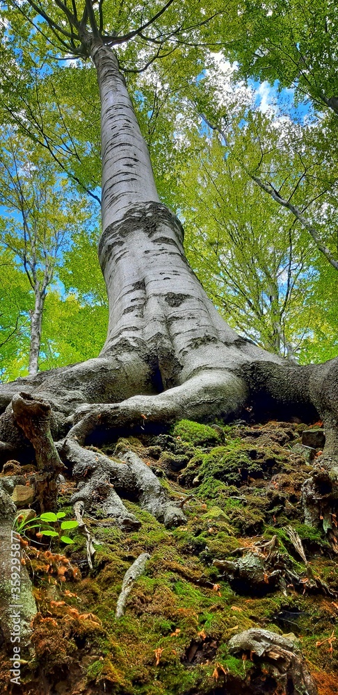 Fototapeta premium tree in the forest