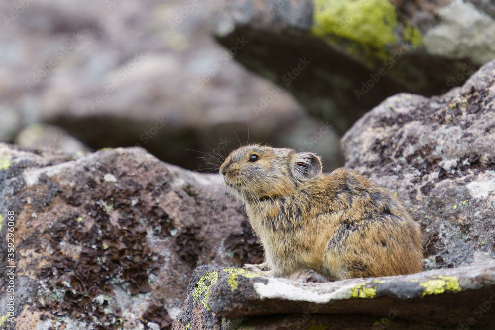 ナキウサギ ナキウサギ