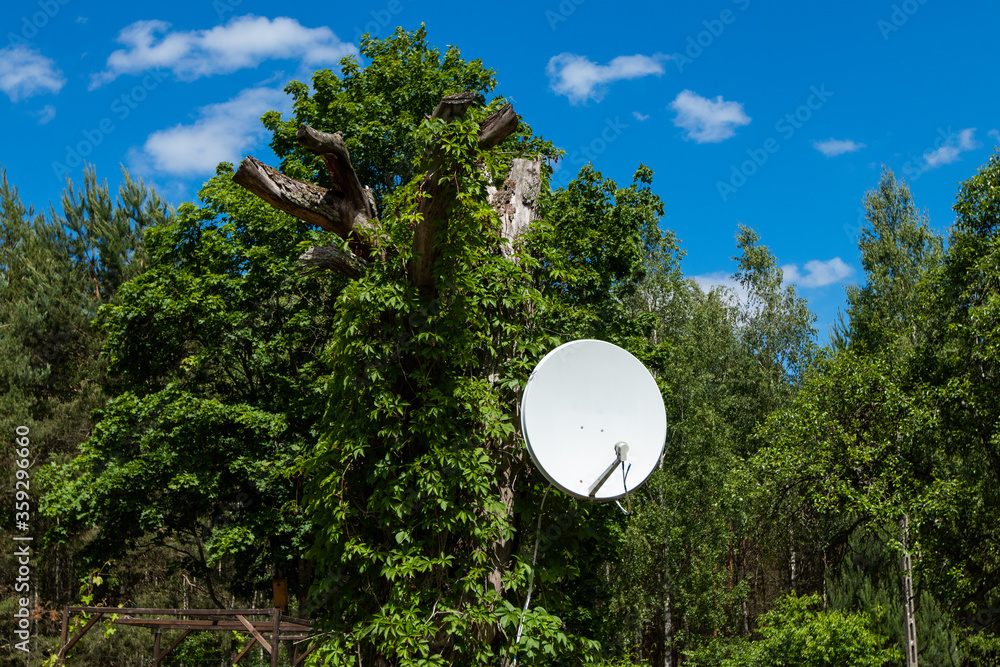 satellite dish on the tree
