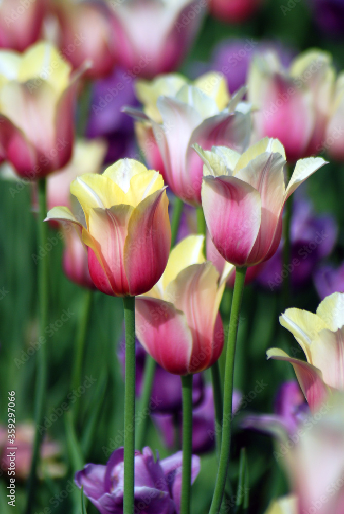 Fototapeta premium Pink tulips in garden