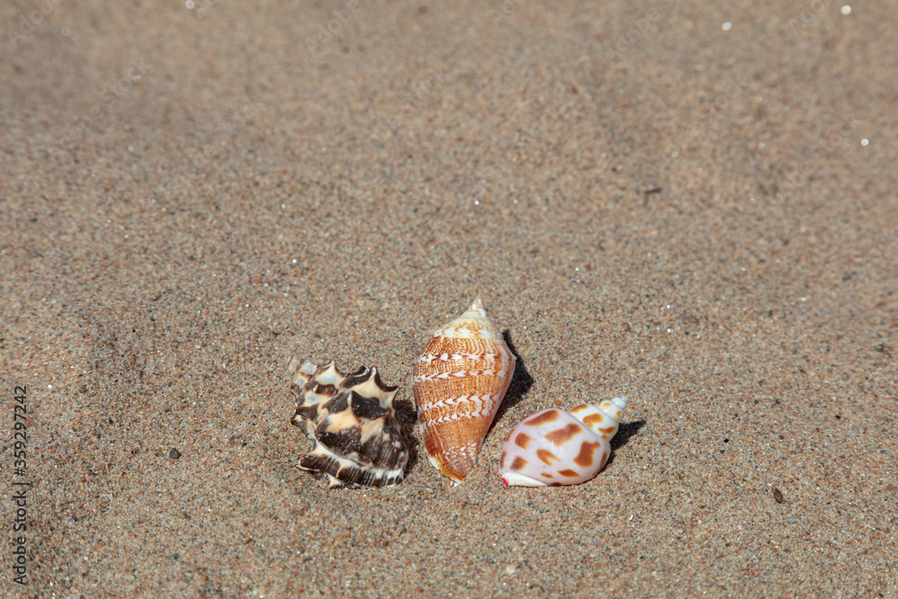 Seashells in the sand, copy space.
Concept: vacation, rest, relaxation Seashells in the sand, copy space.
Concept: vacation, rest, relaxation