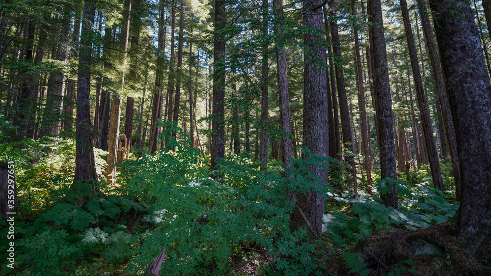 Forested area with tall trees Forested area with tall trees